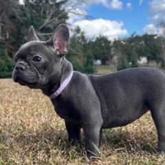 Josie - Blue female French Bulldog puppy in Salisbury, Maryland from 77 Frenchies Maryland