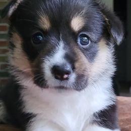 Pembroke Welsh Corgi Puppies from River Run Farm Kennels
