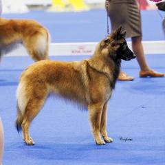 Sauvi - Belgian Tervuren