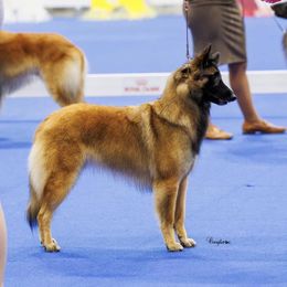 Sauvi - Belgian Tervuren