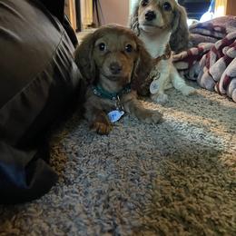 Dachshund Puppies from M.H.P Dachshunds