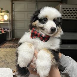 German Shepherd and Miniature American Shepherd Puppies from Bouchard’s Best Shepherds