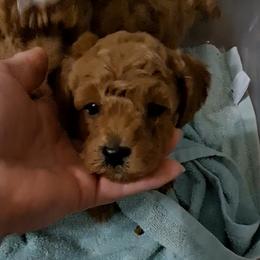 PopRox Boy Pup 2 - Red  male Poodle puppy in Greenville, Texas from RhineStone Poodles