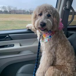 Goldendoodle, Old English Sheepdog, and Sheepadoodle All Grown Up from V6 Ranch Dogs