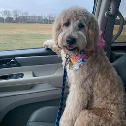 Goldendoodle, Old English Sheepdog, and Sheepadoodle All Grown Up from V6 Ranch Dogs