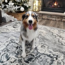 Bea - Australian Shepherd