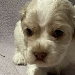 Winter - Cocker Spaniel puppy in Oklahoma from Southern Cottage Pups