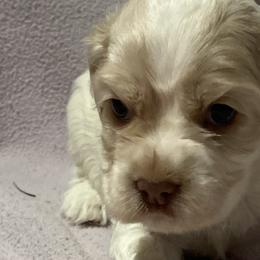 Winter - Cocker Spaniel puppy in Oklahoma from Southern Cottage Pups