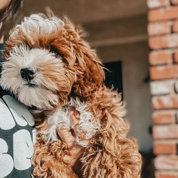 Roxy - Goldendoodle