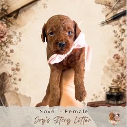 Novel - Red  female Goldendoodle puppy in Norcross, Georgia from Teddy Puppies