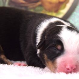 Boy 3 - male Australian Shepherd puppy in Clinton, Missouri from RockyTop Hearts