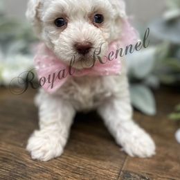 Cora - White female Poodle puppy in West Plains, Missouri from The Royal Kennel