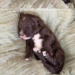 Macchiato - Chocolate male Labradoodle puppy in Clovis, California from Delta Doodless