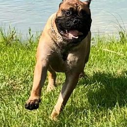 Bullmastiffs and Japanese Chins from Windswept Bullmastiffs and Japanese Chin