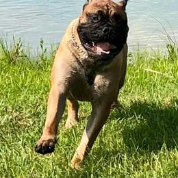 Bullmastiffs and Japanese Chins from Windswept Bullmastiffs and Japanese Chin