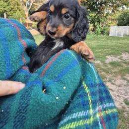Boy 2 - Black and tan male Dachshund puppy in Deerwood, Minnesota from Decorous Dachshunds