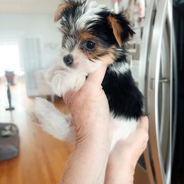 Snickers - Black tan and white male Biewer Terrier puppy in Branford, Connecticut from CT Fuzzy Bugs - Biewer Terriers