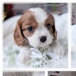 Princess 1st row 1st picture - Blenheim female Cavalier King Charles Spaniel puppy in Richmond, Virginia from Irresistible Dachshunds & Cavaliers