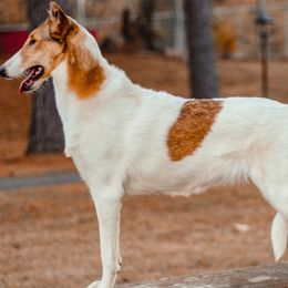 Collies from Cozbek Collies
