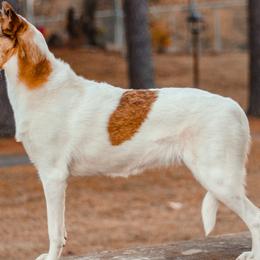 Collies from Cozbek Collies