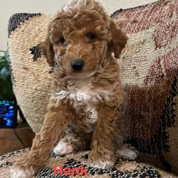 Hank - Cream male Poodle puppy in Lance Creek, Wyoming from CK Poodles LLC
