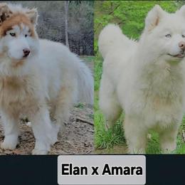 Siberian Husky puppies from Delta Huskies