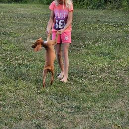 Vizsla Puppies from Driftless Vizslas
