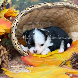 Tuck - Black and white male Chihuahua puppy in Anderson, South Carolina from Lil Treasures Chihuahuas