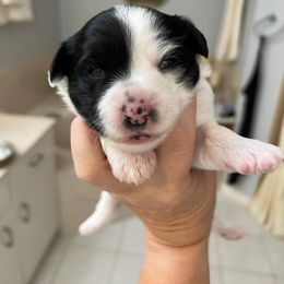 Puff Girl - Black and white Chinese Crested puppy in Venice, Florida from Crowned Chinese Cresteds