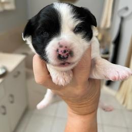 Puff Girl - Black and white Chinese Crested puppy in Venice, Florida from Crowned Chinese Cresteds