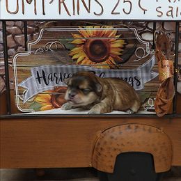 ELLIOTT (Hermie) - Red sable male Havanese puppy in Salt Lake City, Utah from Steal Your Heart Havanese