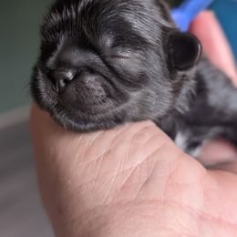 Phillip - Black male Shih Tzu puppy in Claxton, Georgia from Small Pawz Shih tzu