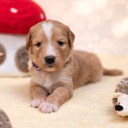 Chanel - Gold female Bordoodle puppy in Conway, Missouri from 2J 2K Bordoodles
