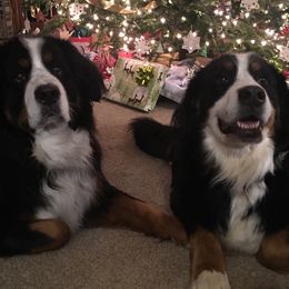 Bernese Mountain Dog All Grown Up from Willow Wood Bernese