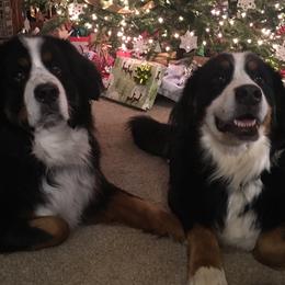 Bernese Mountain Dog All Grown Up from Willow Wood Bernese