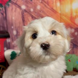Johnson - White male Havanese puppy in Clermont, Florida from Country Sweet Havanese and Creative Coaching