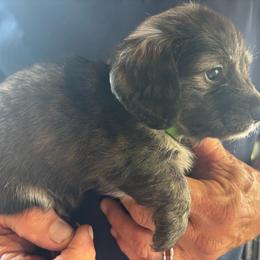 Green Collar Girl - Sable female Dachshund puppy in Maumelle, Arkansas from Smokehouse Doxies