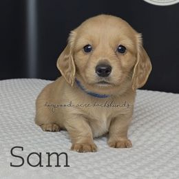 Sam (7thHeavenLitter) - Red male Dachshund puppy in Texarkana, Arkansas from Dogwood Acre Dachshunds