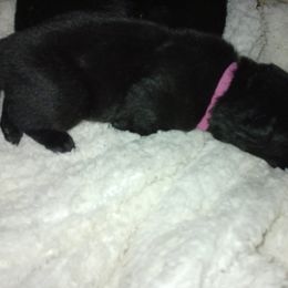 Purple girl - Black female German Shepherd puppy in Centralia, Illinois from Janices AKC German Sheperds LLC