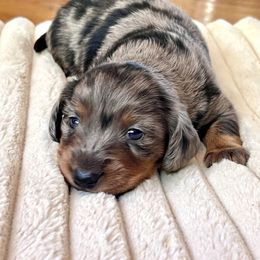 Aussiedoodle, Australian Shepherd, Dachshund, and Miniature Australian Shepherd Puppies from Bline’s Awesome Aussies at the Bline Family Farm