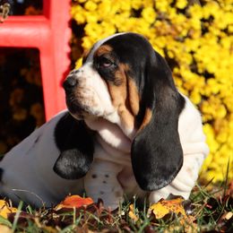Veil - Black brown and white female Basset Hound puppy in Pollock, Missouri from Northstar