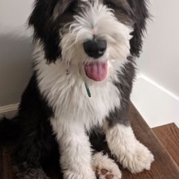 Bernedoodle, Bernese Mountain Dog, Old English Sheepdog, Poodle, and Sheepadoodle Puppies from VonDoodles Bernedoodles & Sheepadoodles