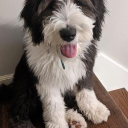 Bernedoodle, Bernese Mountain Dog, Old English Sheepdog, Poodle, and Sheepadoodle Puppies from VonDoodles Bernedoodles & Sheepadoodles