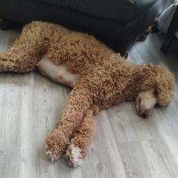 Layla Mae - Poodle