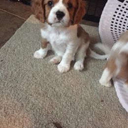 Cavalier King Charles Spaniel Puppies from Blueberry Hill Cavaliers
