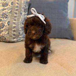 Drift - Chocolate female Cavapoo puppy in Colcord, Oklahoma from Copper Lane Aussies, Doodles & Cavapoos