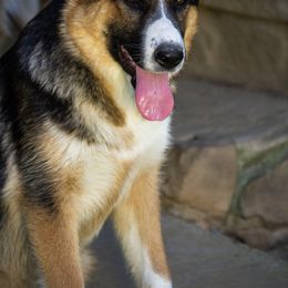 German Shepherd Puppies from Rain's Legacy German Shepherds