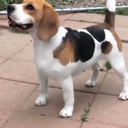 MooMoo - Beagle