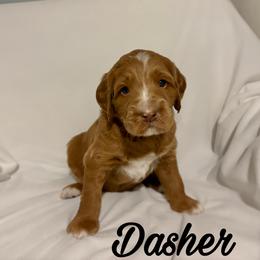 Dasher: Medium Goldendoodle, Male, Ready Jan 19 - Apricot male Goldendoodle puppy in Johns Island, South Carolina from Golden Doodlebugs