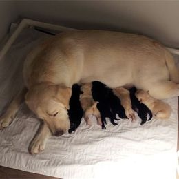 Bella Vista Labradors breeder of 